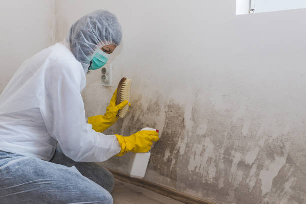 Mold Remediation for Vacation Homes in New Cumberland, PA