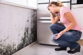 Best Environmental Consulting for Mold Prevention  in New Cumberland, PA